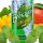 Evergreen - Mango Mint 8/120ml