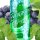 Evergreen - Grape Mint 8/120ml